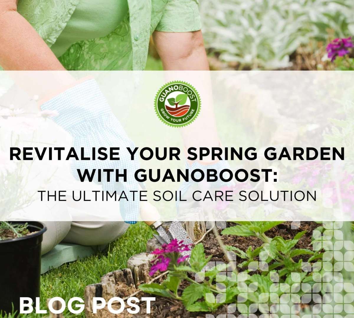 Revitalise Your Spring Garden with GuanoBoost: The Ultimate Soil Care Solution