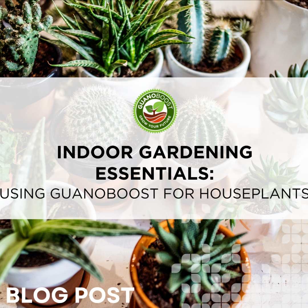 Indoor Gardening Essentials / Using GuanoBoost for your Houseplants