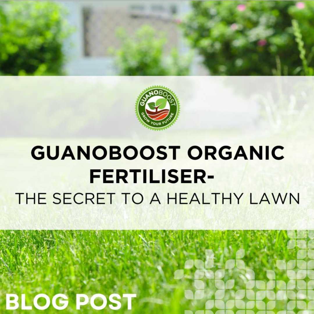 GuanoBoost Organic Fertiliser: The Secret to a Healthy Lawn