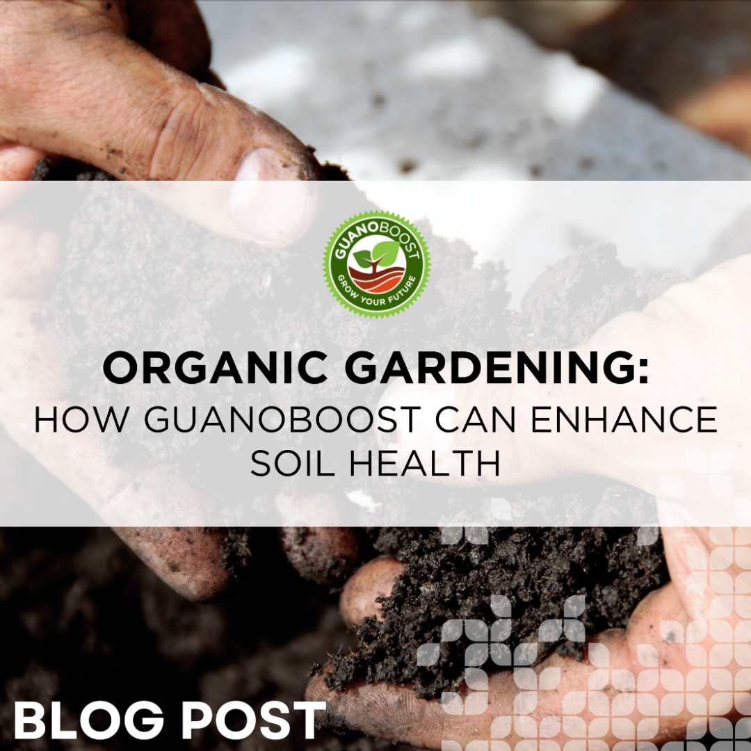 Organic Gardening: How GuanoBoost Can Enhance Soil Health