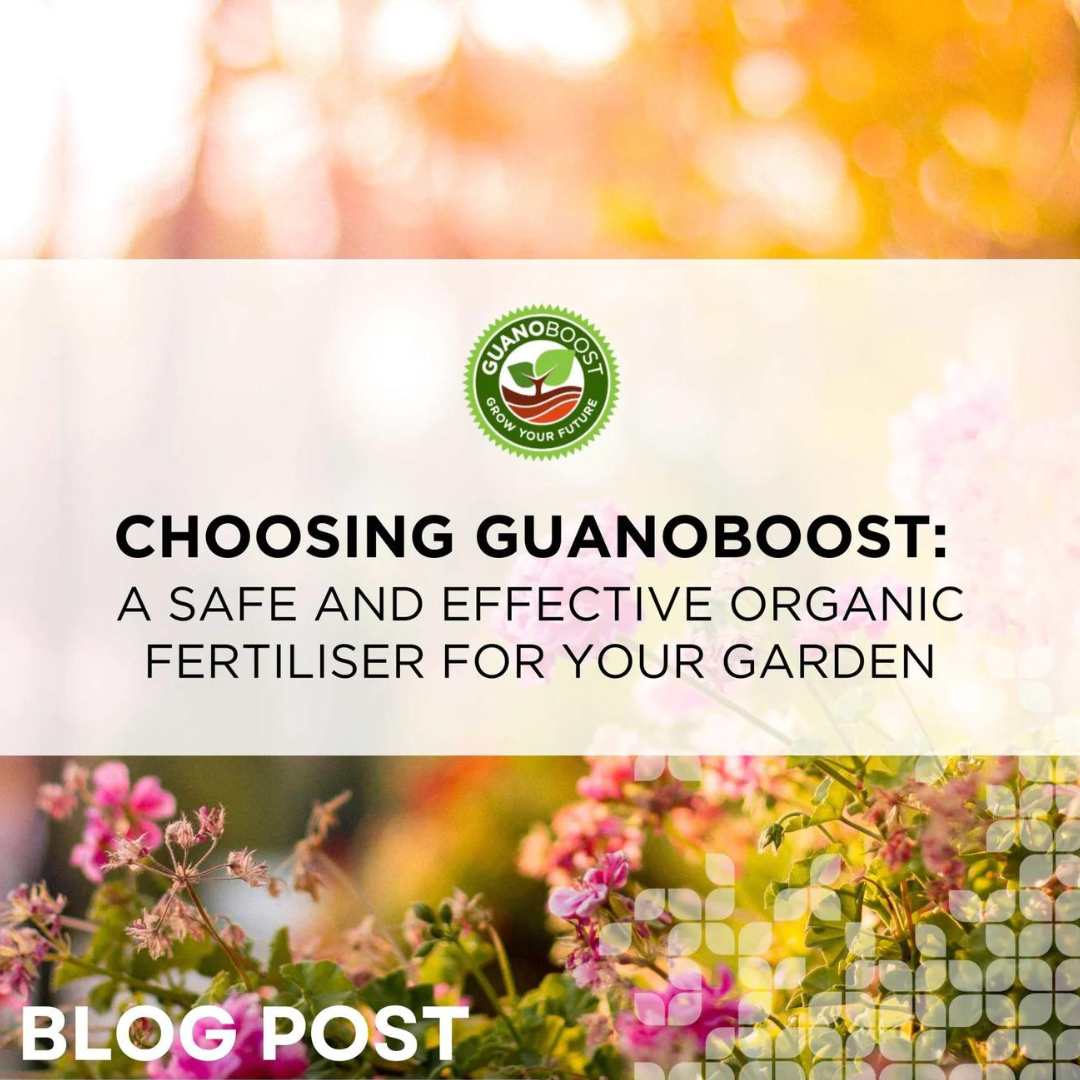 Choosing GuanoBoost: A Safe and Effective Organic Fertiliser for Your Garden