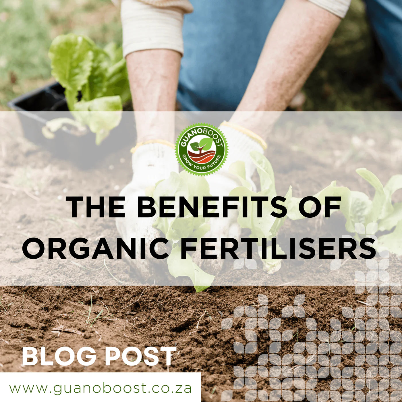 The Benefits of Organic Fertilisers: Safer, Environmentally Friendly, and Essential to Use Compared to Chemical Fertilisers